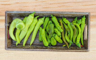 Storing Fresh Chile